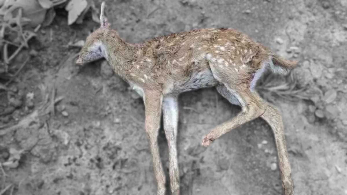CG News : वन विभाग की लापरवाही.! मांस की लोभ में डंडे से पीट-पीटकर की हिरण के शावक की हत्या..सूचना के बाद भी नहीं पहुंचा वन अमला..पढ़ें पूरी ख़बर