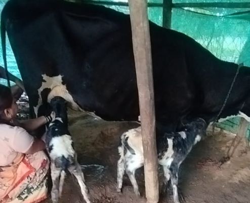 Jashpur News : जशपुर के सामरबार में जर्सी नस्ल के गाय ने जुड़वा बच्चों को दिया जन्म..अद्भुत नजारे, देखने आ रहे आसपास के लोग सारे..पढ़ें पूरी ख़बर