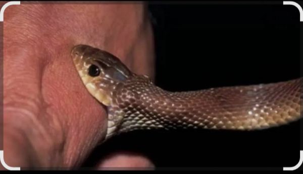 CG News : गांव में पसरा मातम.! बिस्तर में सांप की काटने से मां और बेटी की मौत..सदमे में परिवार..पढ़ें पूरी ख़बर