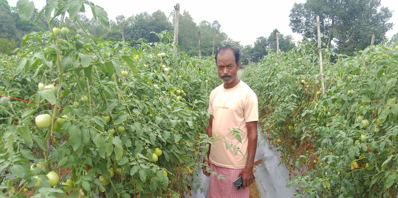 मुख्यमंत्री के सुशासन में शासकीय योजना राष्ट्रीय बागवानी मिशन के तहत् टमाटर फसल से गणेश राम भगत की आमदनी में हुई बढ़ोतरी