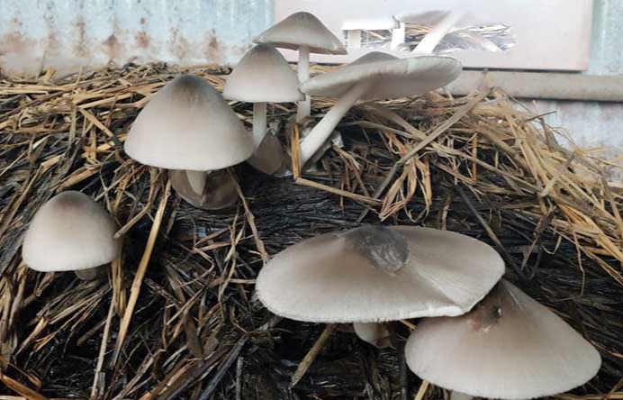 CG News : पैरा मशरूम खाने से एक ही परिवार के 13 लोग बीमार..सभी अस्पताल में भर्ती..पढ़ें पूरी ख़बर