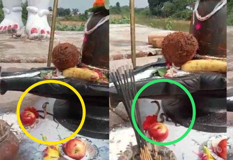 CG Breaking : चमत्कार.! सावन के पहले सोमवार में शिवपुराण कथा के दौरान शिवलिंग के पास पहुंचे नाग देवता..दर्शन करने श्रद्धालुओं की उमड़ी भीड़..पढ़ें पूरी ख़बर