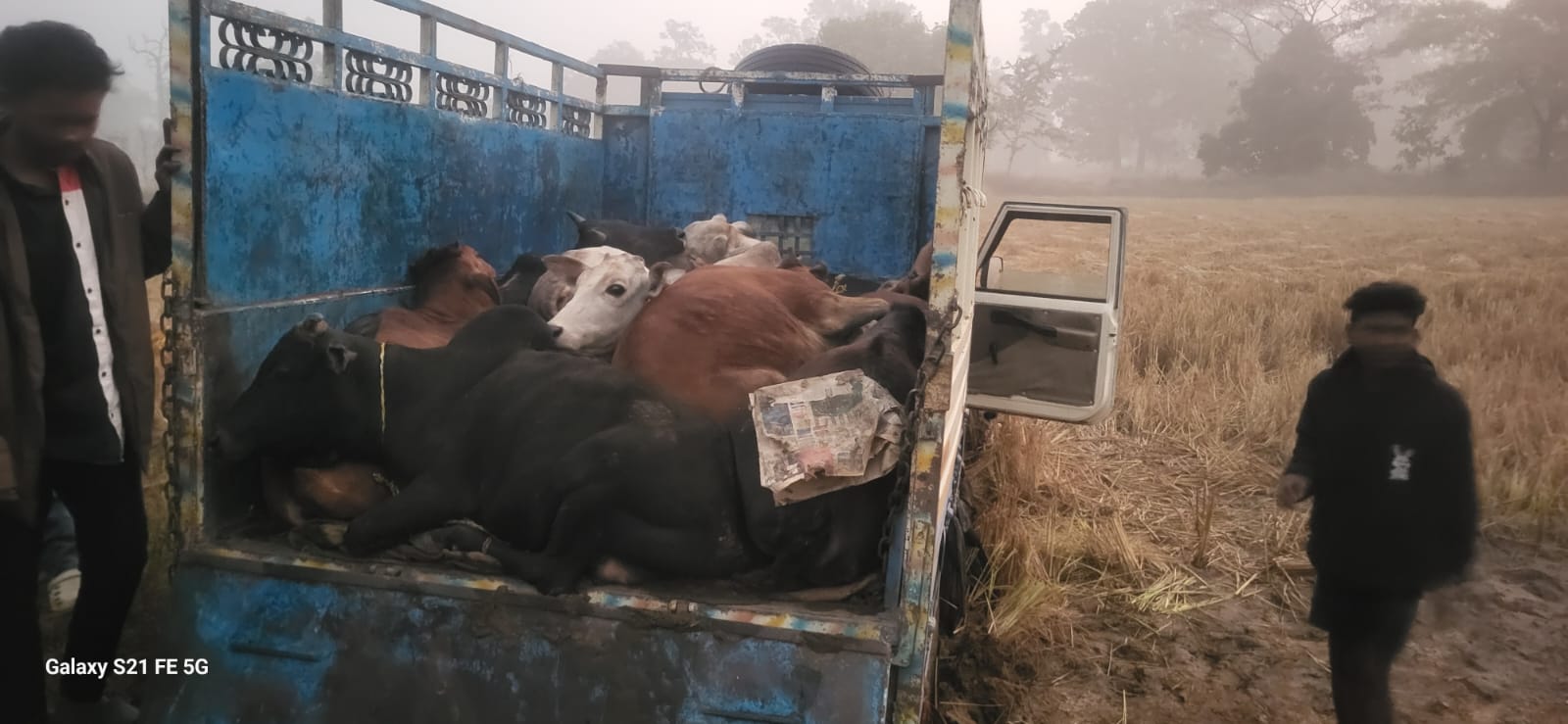 टमाटर की आड़ में चल रहे गौ तस्करी रैकेट का भंडाफोड़ : &nbsp;गश्ती के दौरान पुलिस टीम ने पीछा कर गौ वंश को छुड़ाया,