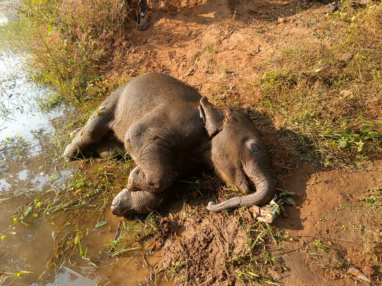 तालाब में डूबने से शावक हाथी की मौत, वन विभाग में मचा हड़कंप,पोस्टमार्टम के बाद दफनाया गया शव, जांच जारी