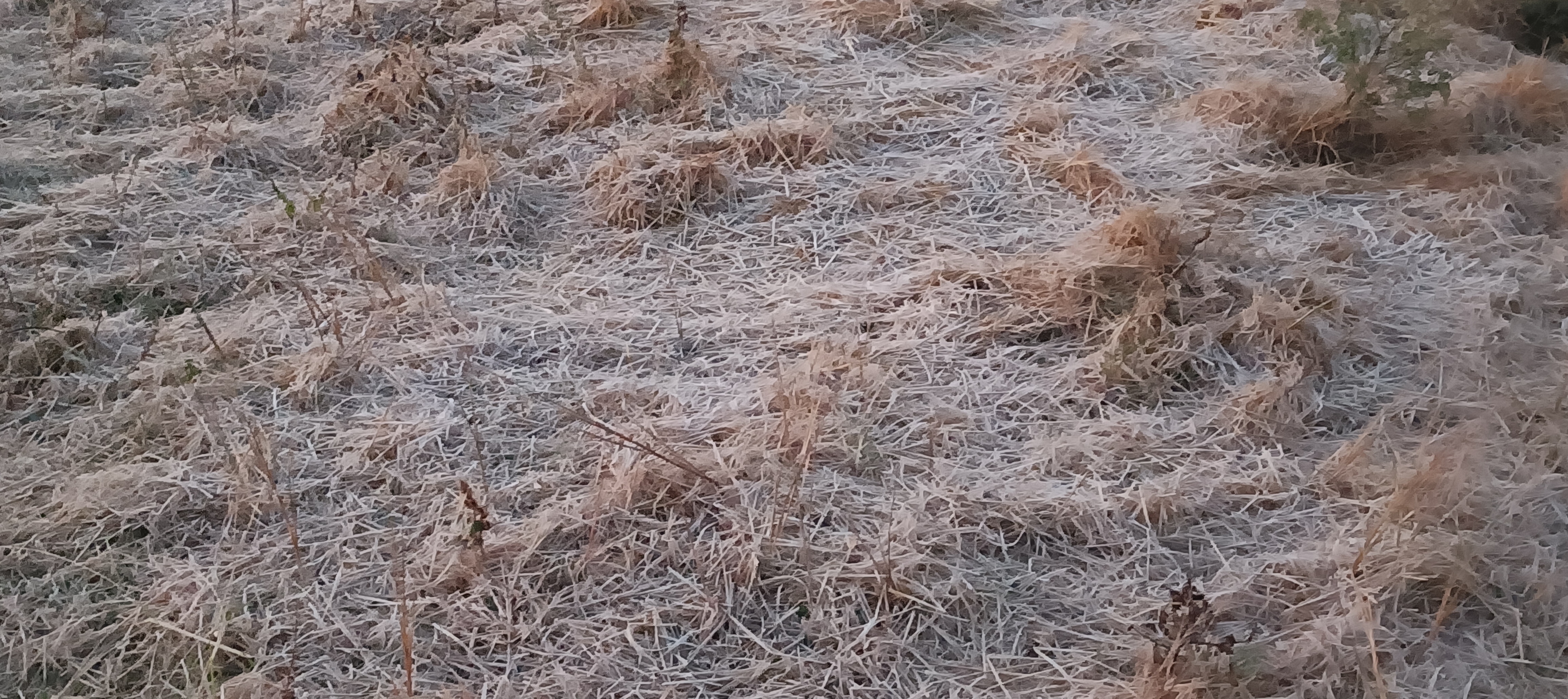 कड़ाके की ठंड से ठिठुरा नारायणपुर, ओस की बूंदें भी जमीं,अलाव का सहारा; बच्चों को स्कूल जाने में दिक्कत