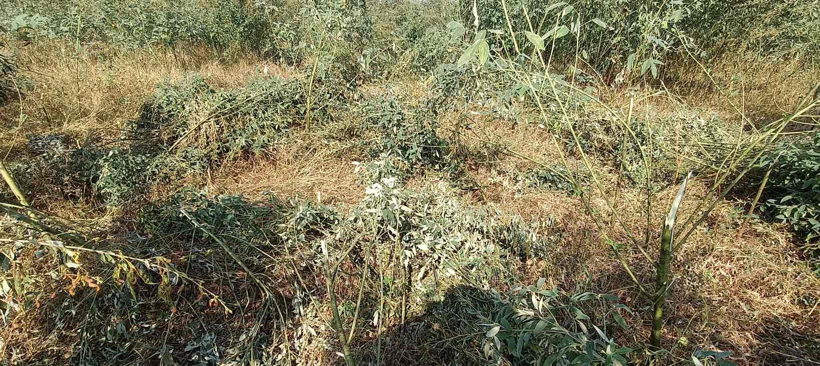 रानीकोम्बो में भटके हाथी का आतंक,वन विभाग बेखबर, खेतों में हाथी बेखौफ&mdash;एक 15 दिन से किसान परेशान &mdash; फसलें तबाह, जान पर खतरा