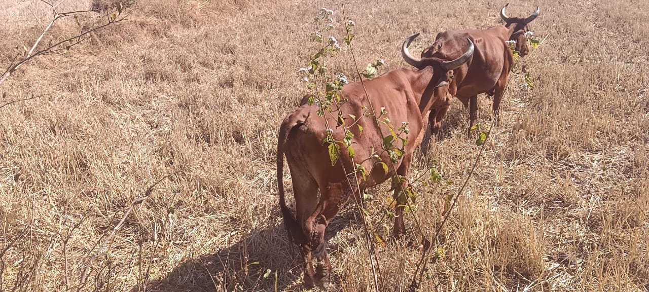 गौ तस्करी का नया खेल, किसानों के भेष में मवेशी पार करा रहे तस्कर,जंगल, नदी और सुनसान रास्तों से झारखंड पहुंचाए जा रहे&nbsp; मवेशी, नारायणपुर पुलिस की चुप्पी पर उठे सवाल