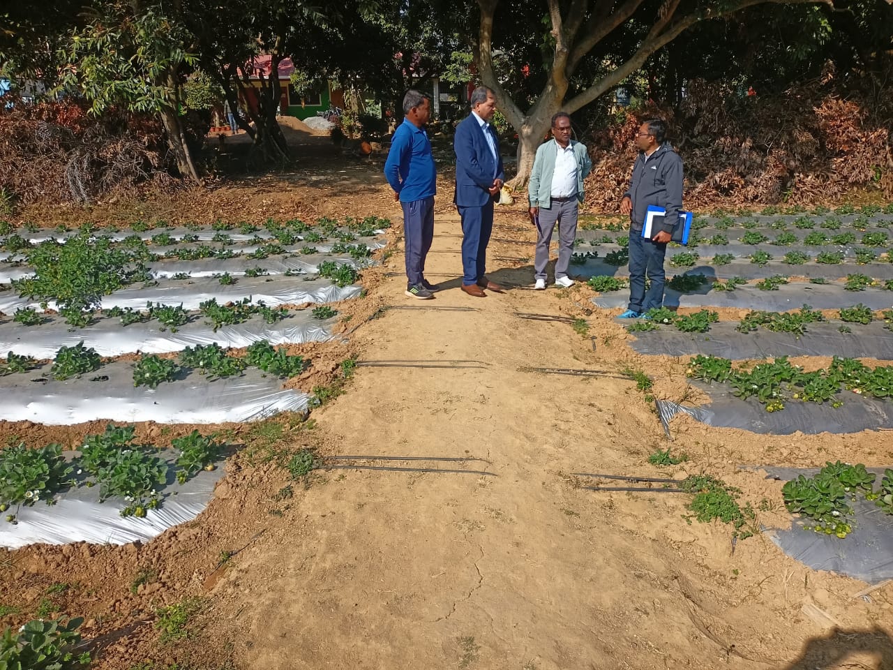 प्रधानमंत्री धन-धान्य कृषि विकास योजना का दिखा जमीनी असर, जशपुर में स्ट्रॉबेरी और ऑयल पाम खेती से किसानों को मिल रहा बेहतर मुनाफा