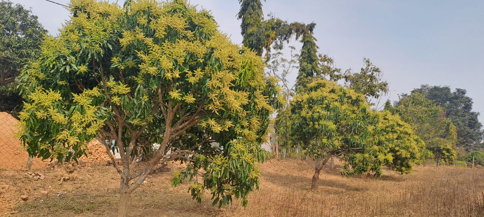 मंजरियों पर चिपचिपाहट और काली फफूंदी दिखे तो समझें मैंगो हॉपर का हमला &mdash; उद्यान विभाग ने बताया बचाव का पूरा तरीका