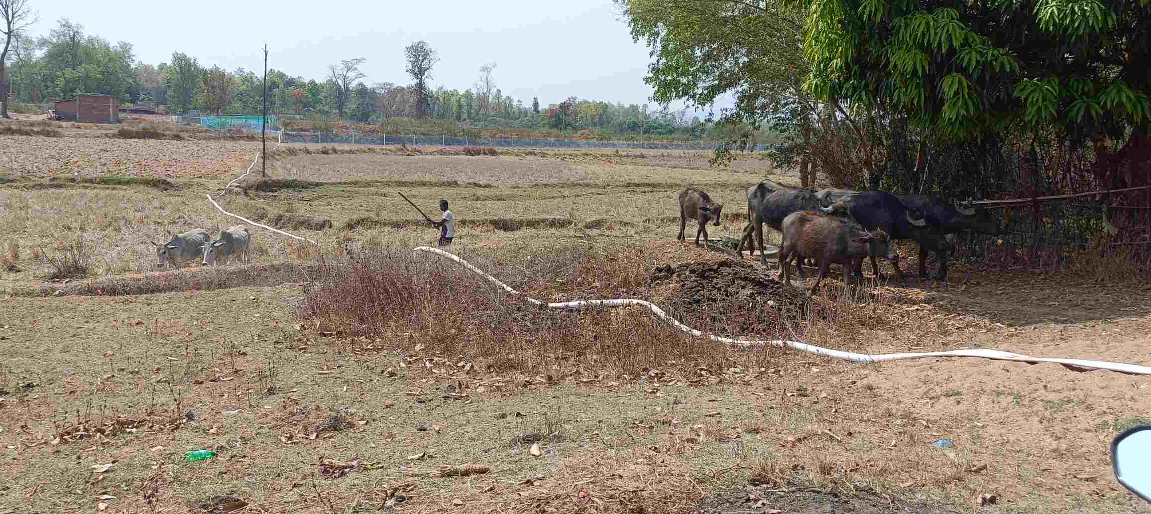मुखबिर सूचना पर अलर्ट थी पुलिस, ग्रामीणों की सूझबूझ से तस्कर चढ़े हत्थे ,ग्रामीणों की मदद से 8 मवेशियों सहित 2 तस्कर दबोचे,झारखंड बूचड़खाने ले जाने की साजिश नाकाम&nbsp;