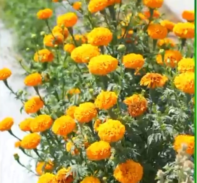 नई सोच, आधुनिक तकनीक और मेहनत का संगम: भीतघरा के किसान मुकेश बने प्रेरणा के प्रतीक , 25 एकड़ में बहुफसली खेती कर रच रहे सफलता की नई कहानी