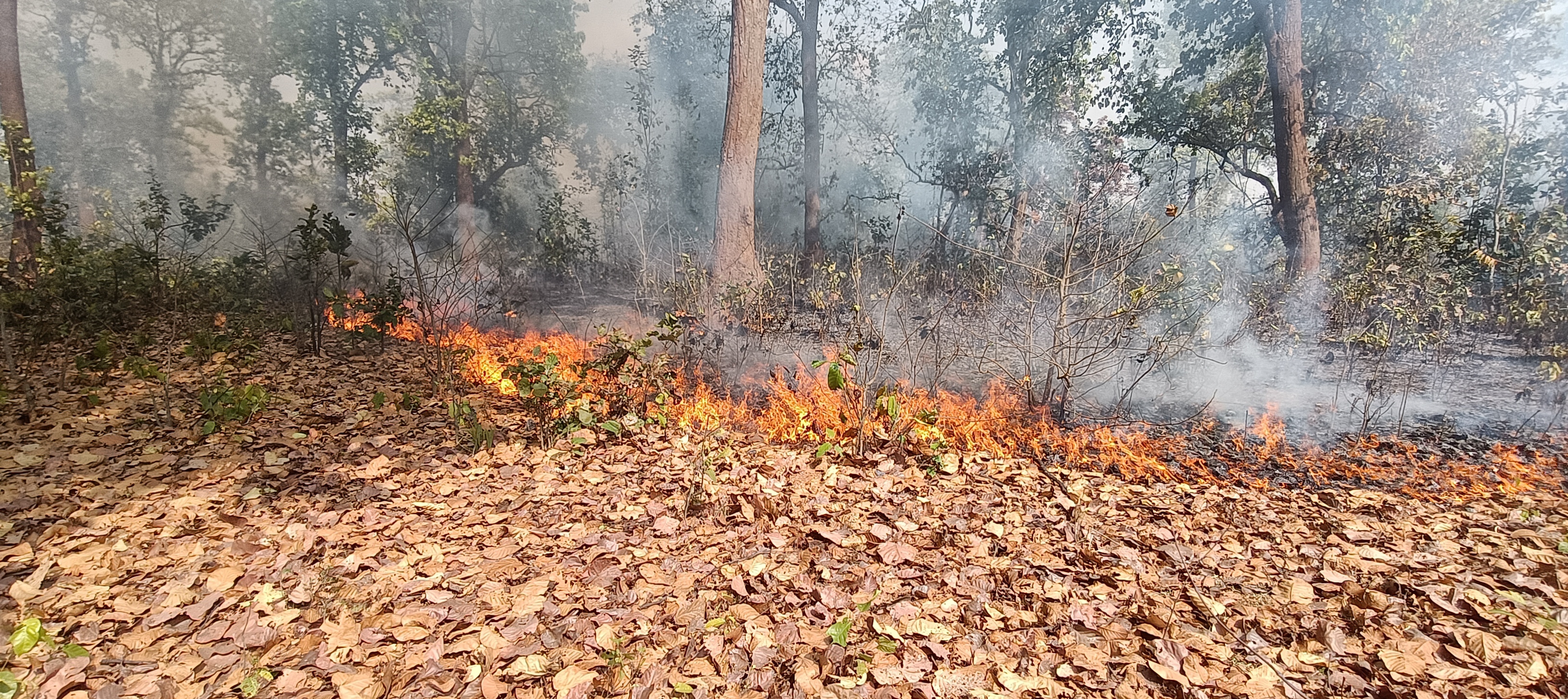 महुआ के लालच में जल रहा बादलखोल अभ्यारण्य, विभाग बेखबर&mdash;जंगल, वन्यजीव पर मंडरा रहा बड़ा खतरा - जंगल सुरक्षा छोड़ निर्माण कार्यों में उलझा विभाग&mdash;गश्त नदारद, अवैध कटाई जारी, और आग से बर्बाद हो रही प्राकृतिक संपदा