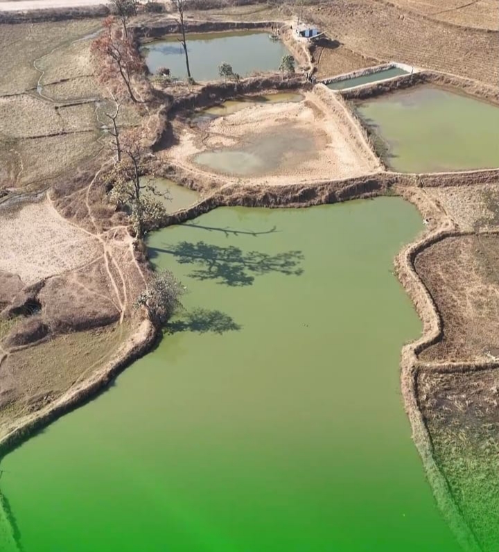 भीतघरा के किसान जनक यादव ने पांड लाइनर तकनीक से मछली पालन में रचा इतिहास, 4.20 लाख के अनुदान से बदली किस्मत और बन गए पूरे इलाके के लिए प्रेरणा!