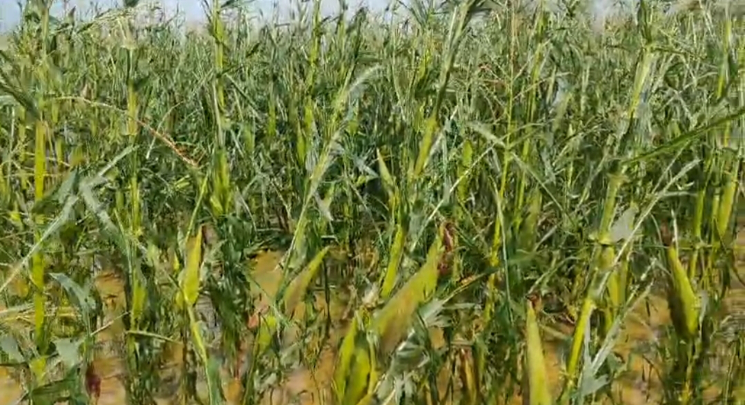 कहर बनकर टूटा मौसम: जिले में आंधी-ओलों की तांडव लीला&mdash;झुका बीएसएनएल टावर, गिरी आसमानी बिजली; मिनटों में उजड़ी किसानों की मेहनत,ओलावृष्टि ने खेतों को बना दिया बर्बादी का मैदान