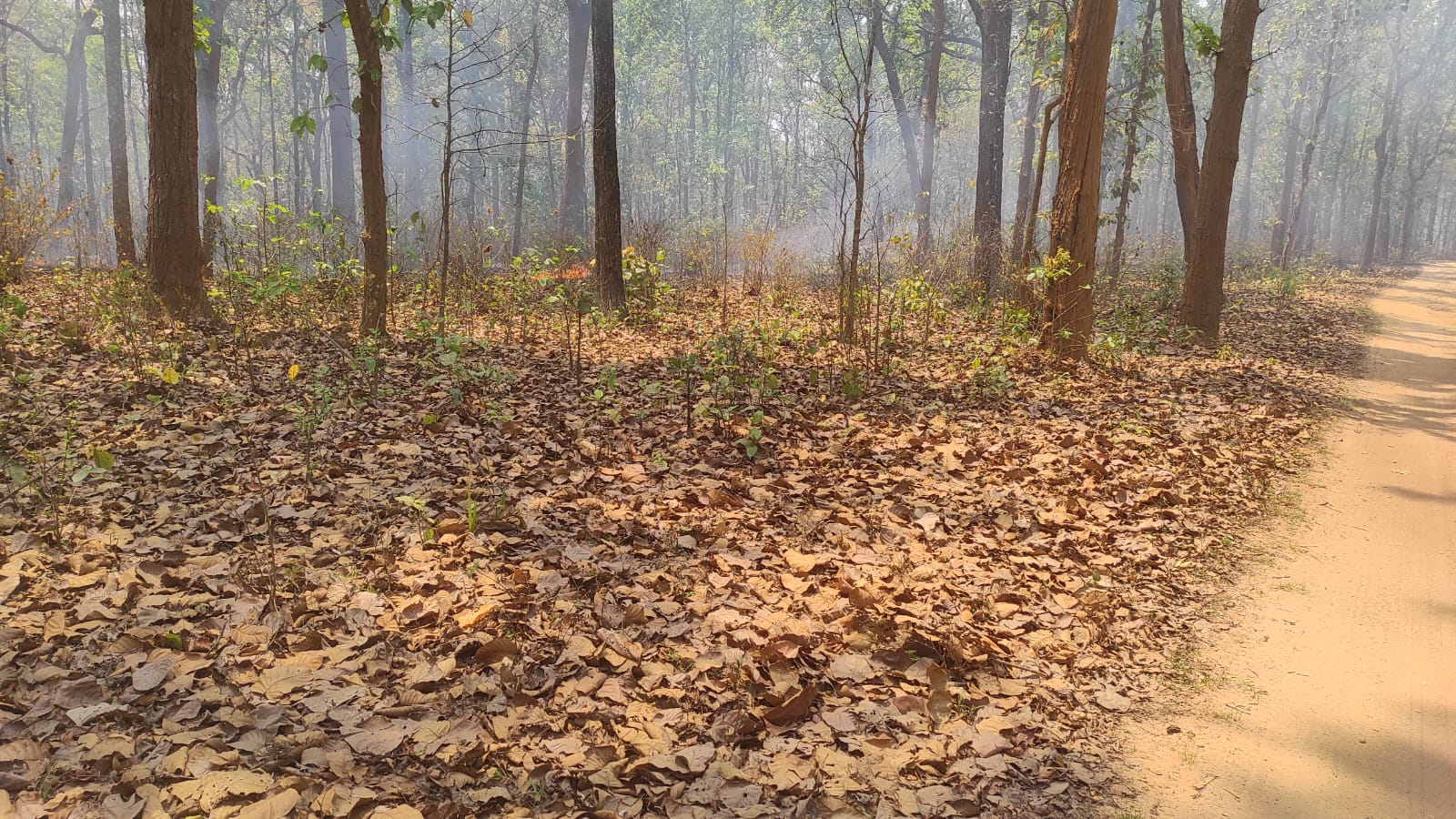 जशपुर का इकलौता अभ्यारण्य आग में सुलग रहा, जिम्मेदार बेखबर &mdash; बादलखोल में हर दिन कंन्ही न कंन्ही भड़क रही लपटें, वन्यजीवों पर मंडरा रहा मौत का साया!