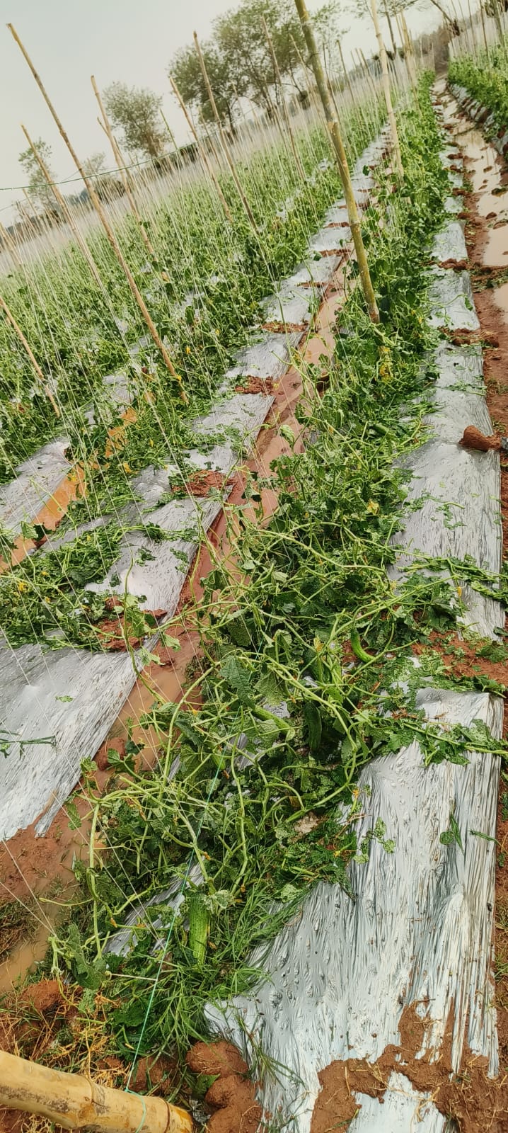 किसानों को बीमा अन्तर्गत ऐड-ऑन कराने की अपील ,ओलावृष्टि से प्रभावित फसलों के लिए किसान बीमा जरूर कराएं&nbsp;