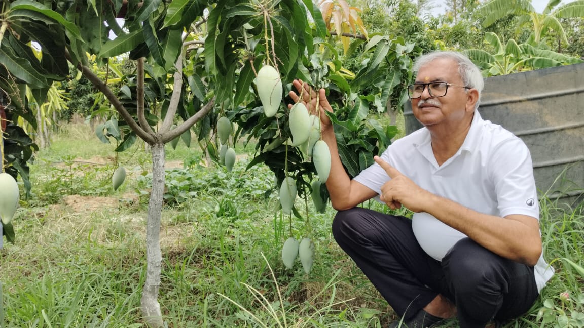विदेशी मियाज़ाकी आम ने दिलाई राष्ट्रीय पहचान, बस्तर आम महोत्सव में सूरजपुर के किसान राजेंद्र प्रसाद गुप्ता को मिला प्रथम पुरस्कार
