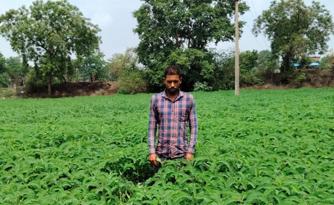 मुख्यमंत्री विष्णु देव साय की किसान हितैषी पहल का असर, ढैंचा की हरी खाद से जैविक खेती अपनाकर आत्मनिर्भर कृषि की ओर बढ़ रहे किसान