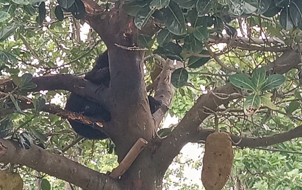 कटहल की खुशबू खींच लाई पेड़ तक... फिर टहनी में फंस गया जंगली भालू, जशपुर के गजमा गांव में घंटों चला&nbsp; रेस्क्यू ऑपरेशन,ट्रैंक्विलाइज कर सुरक्षित उतारा गया, स्वास्थ्य परीक्षण के बाद जंगल में छोड़ा गया