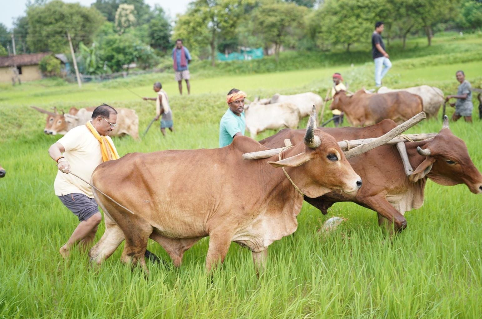 गृहग्राम बगिया के खेत में किसान की भूमिका में नजर आए मुख्यमंत्री साय, मिट्टी की सौंधी खुशबू के बीच बैलों संग की बियासी, बोले&mdash;खेती मेरे लिए सिर्फ आजीविका नहीं, जीवन का संस्कार है