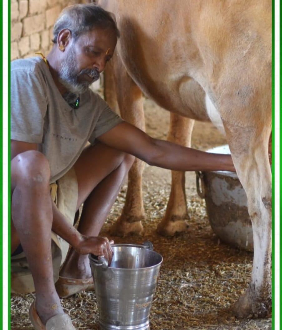 मेहनत और समर्पण से मधुसुदन भगत ने बदली खेती की तस्वीर, गौपालन बना मजबूत आय का साधन&mdash;27 गायों से प्रतिदिन 60 लीटर से अधिक दूध का उत्पादन