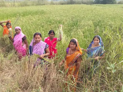 परंपरागत खेती से आगे बढ़कर परखंदा की महिलाओं ने अपनाई औषधीय खस की खेती, पहली फसल में 11.20 क्विंटल उत्पादन से कमाए 1.12 लाख रुपये