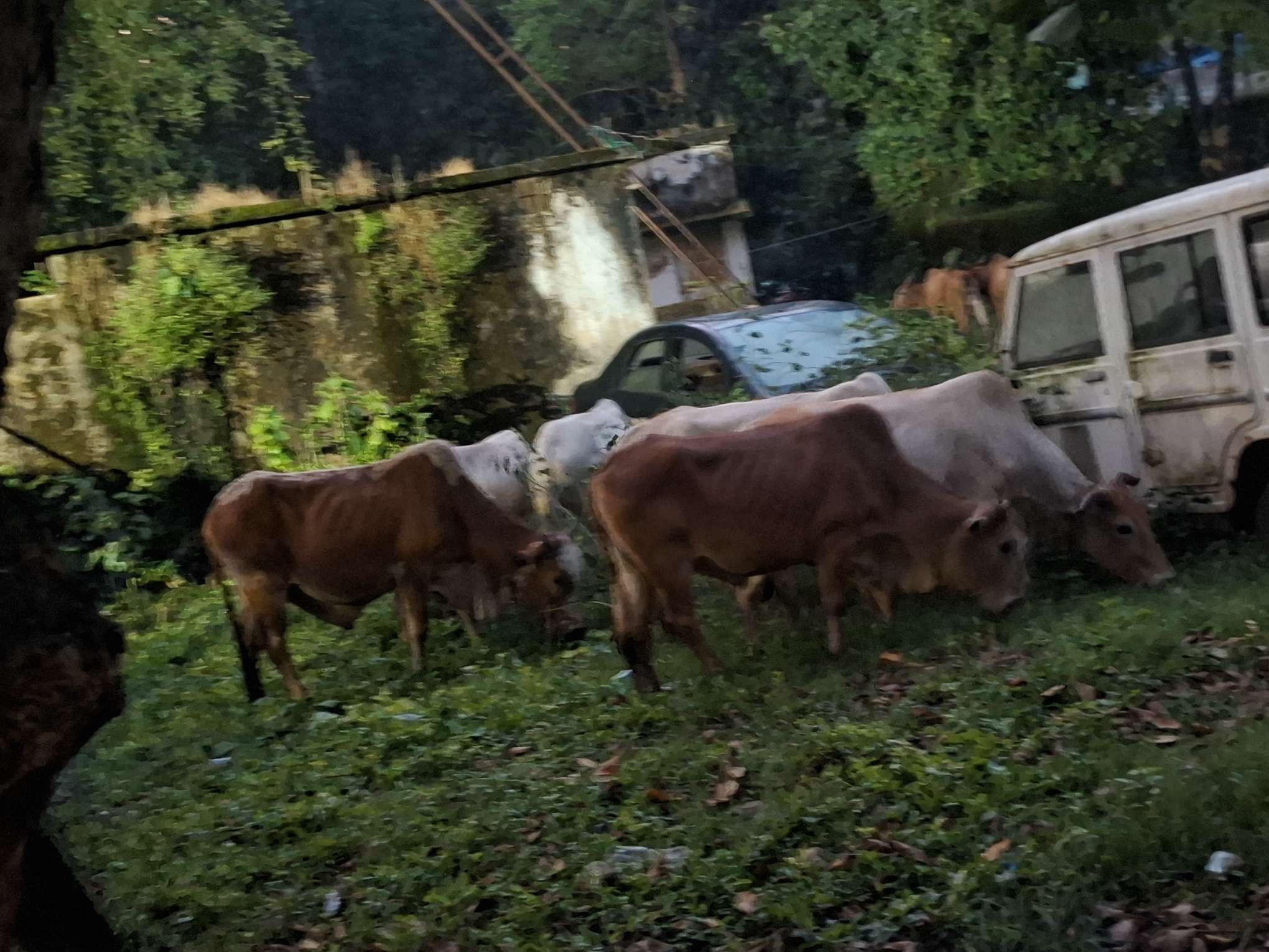 ऑपरेशन शंखनाद में जशपुर पुलिस की बड़ी कार्रवाई: जंगल के रास्ते झारखंड ले जाए जा रहे 29 गौवंश तस्करों के चंगुल से मुक्त, सोनक्यारी मामले में 3 आरोपी गिरफ्तार