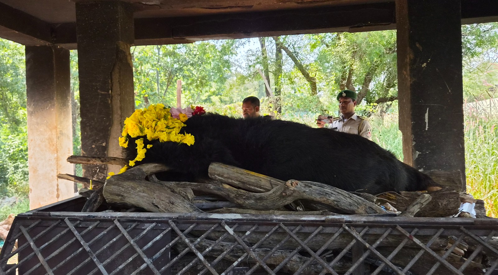 नंदनवन जंगल सफारी में पसरा मातम, 25 वर्षीय मादा हिमालयन भालू &lsquo;फफोरी&rsquo; ने दुनिया को कहा अलविदा, वृद्धावस्था के चलते हुई मौत