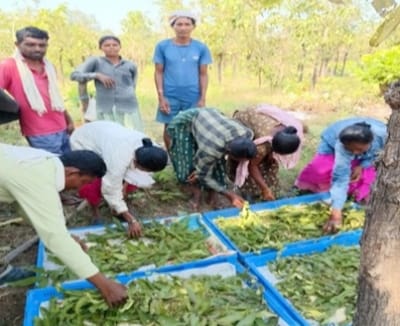 बीजापुर में तसर पालन से ग्रामीण परिवारों की आमदनी बढ़ाने की पहल, 13 हितग्राहियों को मिले 3,700 स्वस्थ डिम्ब समूह, शासन ने दी 51 हजार 800 रुपये की सब्सिडी