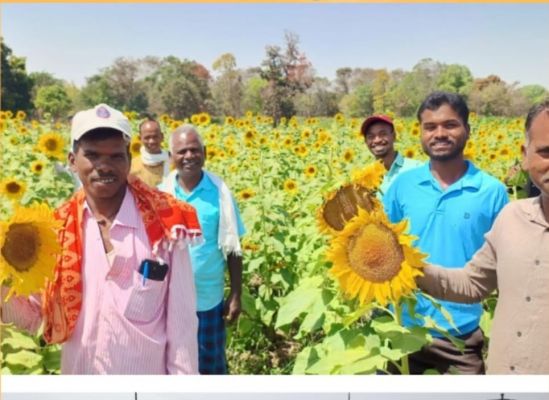 सूरजमुखी &nbsp;की &nbsp;खेती को &nbsp;लेकर छत्तीसगढ़ को&nbsp; केन्द्र &nbsp;सरकार &nbsp;से मिली सराहना,कहा छत्तीसगढ़ &nbsp;में &nbsp;खेती का &nbsp;स्वर्णिम अध्याय शुरू