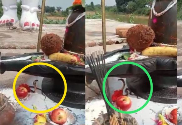 CG Breaking : चमत्कार.! सावन के पहले सोमवार में शिवपुराण कथा के दौरान शिवलिंग के पास पहुंचे नाग देवता..दर्शन करने श्रद्धालुओं की उमड़ी भीड़..पढ़ें पूरी ख़बर