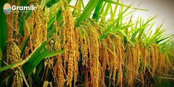 केंद्र सरकार का बड़ा निर्णय, प्रदेश के किसानों को मिलेगा लाभ,किसानों के लिए समर्पित डबल इंजन सरकार का बड़ा निर्णय - मुख्यमंत्री श्री साय