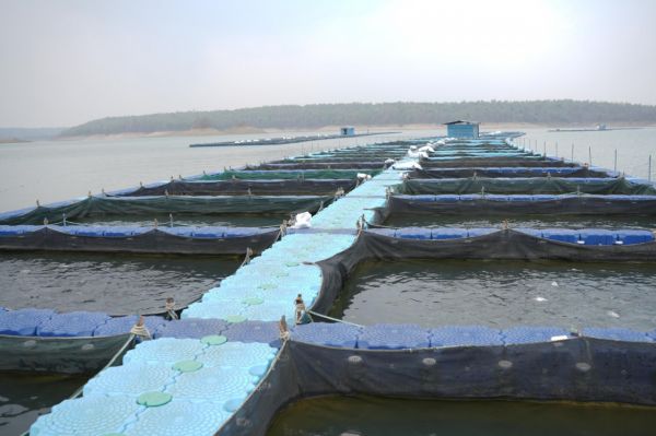 *फिशरीज के नये युग की शुरूआत : हसदेव डुबान में बनेगा पहला एक्वा पार्क......उत्पादन प्रोसेसिंग से लेकर एक्वा टूरिजम से बढ़ेगी ग्रामीणों की आय*&nbsp;