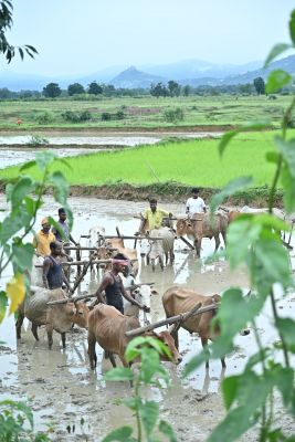 किसान भाईयों की खेती ने पकड़ी रफ्तार : धान के साथ फल फूल और सब्जी की भी अच्छी &nbsp;खेती कर रहे है.....मुख्यमंत्री ने किसानों को पर्याप्त मात्रा में खाद और बीज उपलब्ध कराने के दिए निर्देश&nbsp;