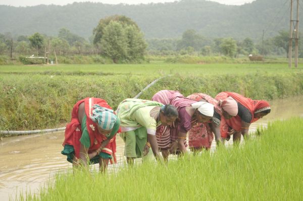 *समय पर मिला खाद, खिल उठी उम्मीदें, संतोष की मेहनत में भरेंगे रंग*&nbsp;