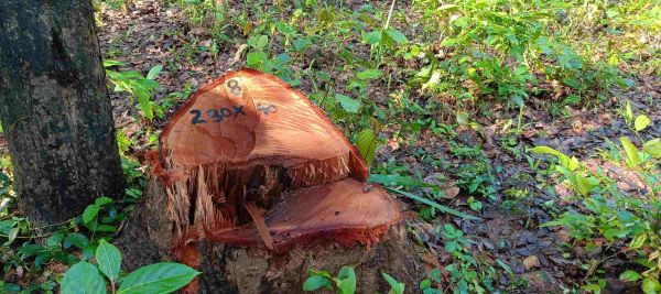 रेंज की बड़ी लापरवाही उजागर: बादलखोल अभ्यारण्य के जंगल में रातोंरात काट दिए गए साल प्रजाति के 8 पुराने पेड़....तस्करों को पकड़ना विभाग के लिए बड़ी चुनौती...क्या दोषियों पर कोई कार्रवाई करेगा विभाग...जानने के लिए पढ़ें पूरी खबर!