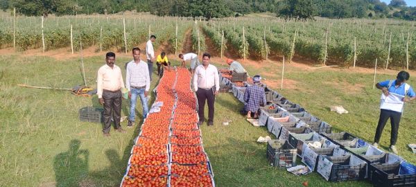 मुख्यमंत्री श्री विष्णुदेव साय के नेतृत्व में उद्यानिकी क्षेत्र में हुई उल्लेखनीय प्रगति, किसानों की आय में हुई बढ़ोतरी