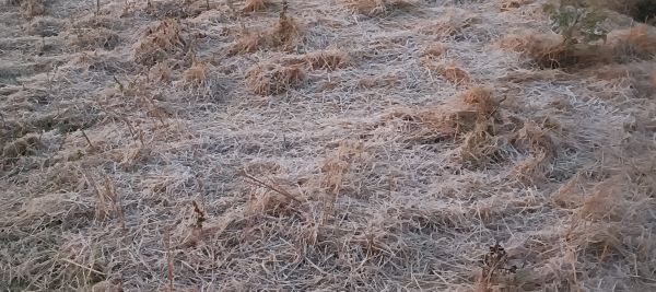 कड़ाके की ठंड से ठिठुरा नारायणपुर, ओस की बूंदें भी जमीं,अलाव का सहारा; बच्चों को स्कूल जाने में दिक्कत