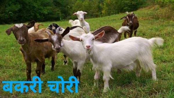 नारायणपुर थाना क्षेत्र में बकरी चोरी की दो बड़ी वारदात, अज्ञात चोरों ने स्टेट हाईवे से सटे मकानों को बनाया निशाना,12 बकरियां ले उड़े,ग्रामीणों में दहशत