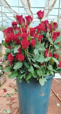 खेतों में अब सिर्फ धान नहीं, खुशबू भी उग रही है,छत्तीसगढ़ में पुष्प खेती से बदल रही किसानों की तकदीर