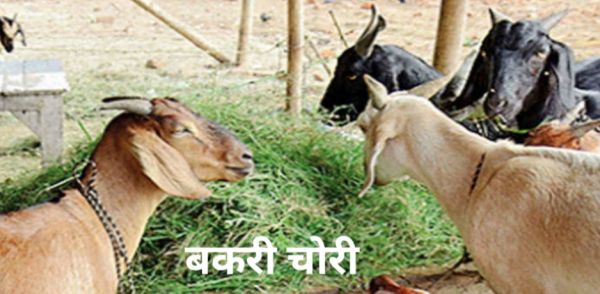 हाईवे किनारे गांवों से बेखौफ चोर उड़ा ले गए बकरियाँ,मोबाइल सबूत मिलने के बावजूद 15 दिन बाद भी चोर पुलिस की पकड़ से बाहर&rdquo;,पुलिस गश्त पर उठे सवाल&rdquo;