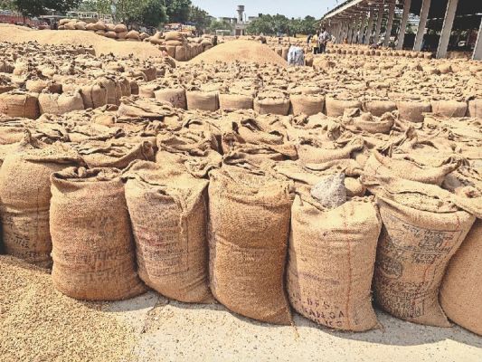 धान खरीदी में नया रिकॉर्ड: 13 जनवरी तक 17.77 लाख किसानों के खातों में पहुंचा ₹23,448 करोड़