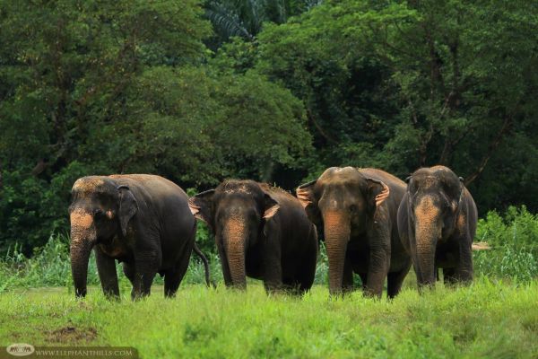पत्थलगांव क्षेत्र में लोनर हाथियों का बढ़ता खतरा, हाथी हमले में दो ग्रामीण गंभीर घायल,वन विभाग ने जारी किया हाई अलर्ट, ग्रामीणों से सतर्क रहने की अपील&nbsp;