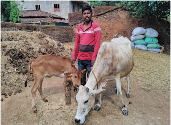 राज्य पोषित डेयरी उद्यमिता विकास योजना से बदली किस्मत: बगीचा के किसान सुखसागर यादव बने आत्मनिर्भर, 70 हजार के अनुदान से खरीदी उन्नत नस्ल की गाय, अब हर माह 30 हजार तक की स्थायी आमदनी