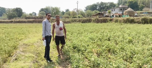 राष्ट्रीय बागवानी मिशन योजना का किसानों को &nbsp;मिल रहा लाभ ,उन्नत विधि अपना कर टमाटर की खेती से भी किसानों को हो रहा मुनाफा&nbsp;