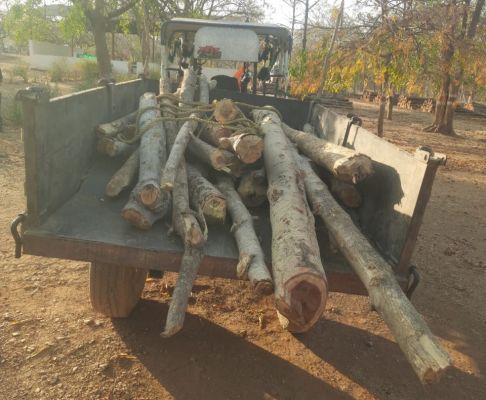 संरक्षित वन क्षेत्र में लकड़ी तस्करी का खेल बेनकाब, गश्ती टीम ने घेराबंदी कर बिना नंबर प्लेट का ट्रैक्टर पकड़ा, सागौन-हल्दू की लकड़ी बरामद