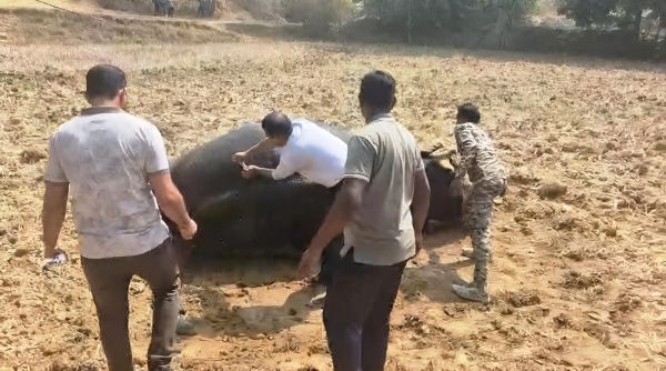 घायल हाथी को वन विभाग ने दिया नया जीवन: सूचना मिलते ही टीम पहुंची मौके पर, विशेषज्ञ डॉक्टर ने किया उपचार, स्वस्थ होकर जंगल की ओर रवाना हुआ गजराज