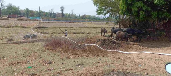 मुखबिर सूचना पर अलर्ट थी पुलिस, ग्रामीणों की सूझबूझ से तस्कर चढ़े हत्थे ,ग्रामीणों की मदद से 8 मवेशियों सहित 2 तस्कर दबोचे,झारखंड बूचड़खाने ले जाने की साजिश नाकाम&nbsp;