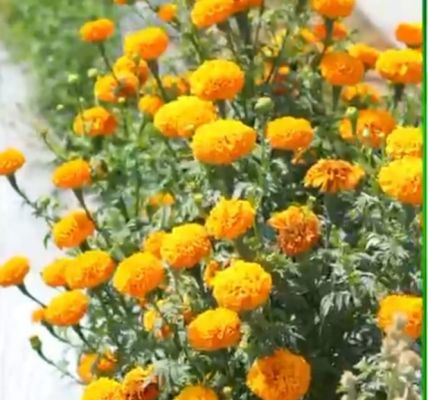 नई सोच, आधुनिक तकनीक और मेहनत का संगम: भीतघरा के किसान मुकेश बने प्रेरणा के प्रतीक , 25 एकड़ में बहुफसली खेती कर रच रहे सफलता की नई कहानी