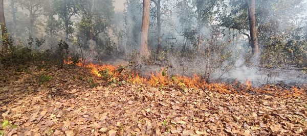 महुआ के लालच में जल रहा बादलखोल अभ्यारण्य, विभाग बेखबर&mdash;जंगल, वन्यजीव पर मंडरा रहा बड़ा खतरा - जंगल सुरक्षा छोड़ निर्माण कार्यों में उलझा विभाग&mdash;गश्त नदारद, अवैध कटाई जारी, और आग से बर्बाद हो रही प्राकृतिक संपदा